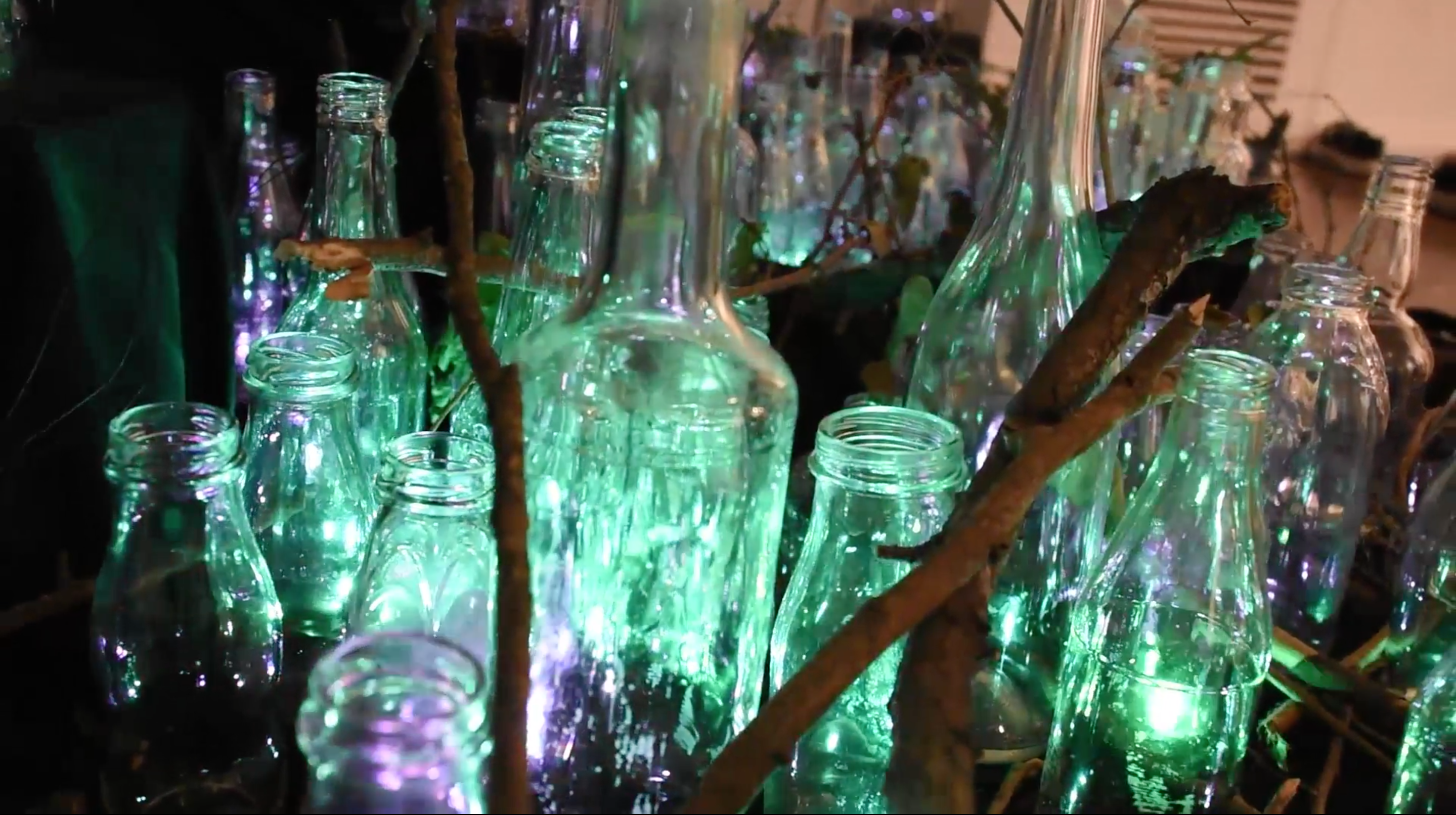Forest of glass firefly
